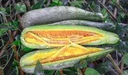 江阴网红吃瓜事件真相是真的吗,事实与谣言的较量